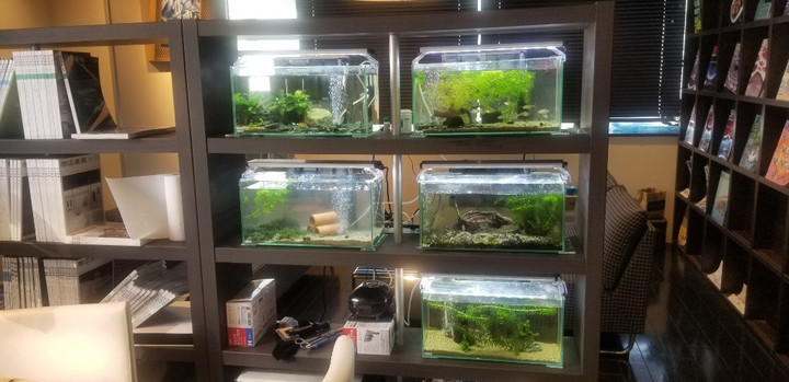 事務所水槽！？