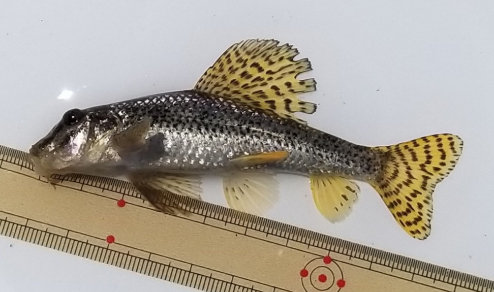 派手な魚!?