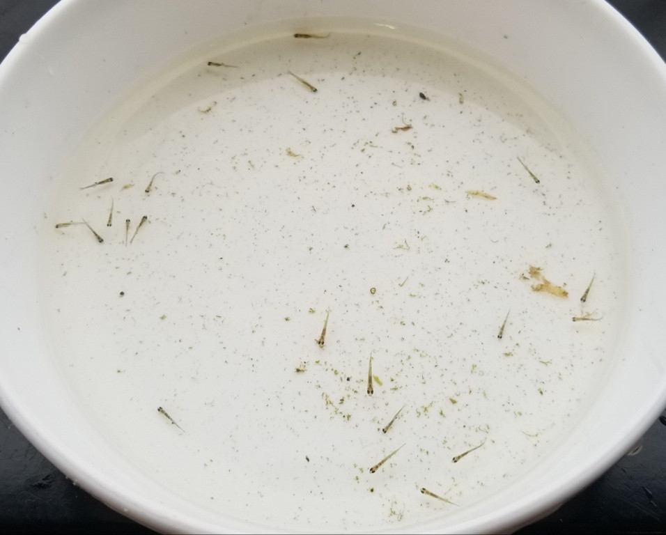 稚魚!