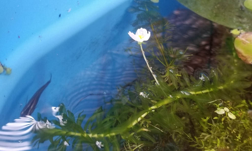アナカリス!